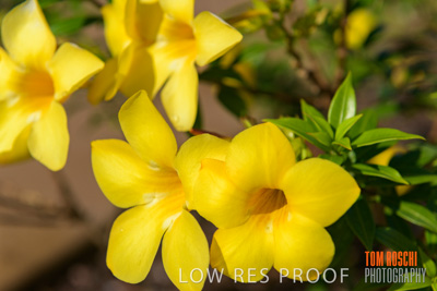 March 2019 / EDMNT_PLANTS_CLOSE-UP_190304_049