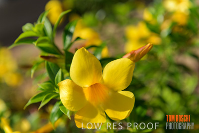 March 2019 / EDMNT_PLANTS_CLOSE-UP_190304_050