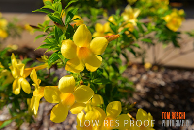 March 2019 / EDMNT_PLANTS_CLOSE-UP_190304_051