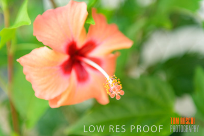 March 2019 / EDMNT_PLANTS_CLOSE-UP_190304_054