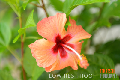 March 2019 / EDMNT_PLANTS_CLOSE-UP_190304_055