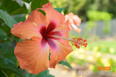 March 2019 / EDMNT_PLANTS_CLOSE-UP_190304_057