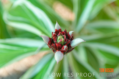 March 2019 / EDMNT_PLANTS_CLOSE-UP_190304_058