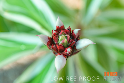 March 2019 / EDMNT_PLANTS_CLOSE-UP_190304_059