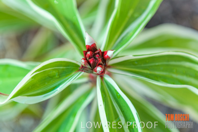 March 2019 / EDMNT_PLANTS_CLOSE-UP_190304_060