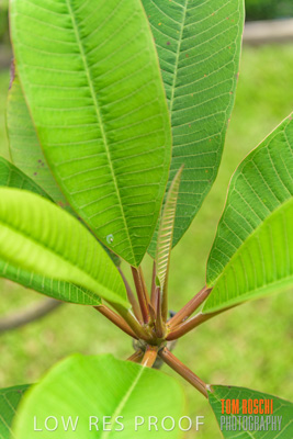 March 2019 / EDMNT_PLANTS_CLOSE-UP_190306_061