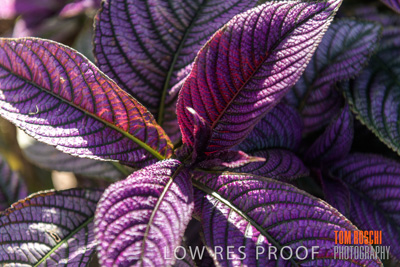 March 2019 / PLANTS_CLOSE-UP_190305_001