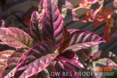 March 2019 / PLANTS_CLOSE-UP_190306_002