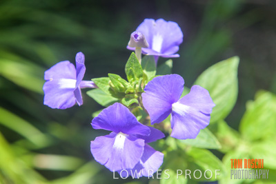 March 2019 / PLANTS_CLOSE-UP_190306_003