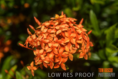 March 2019 / PLANTS_CLOSE-UP_190306_004