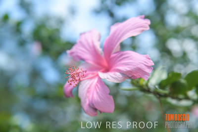 March 2019 / PLANTS_CLOSE-UP_190306_005