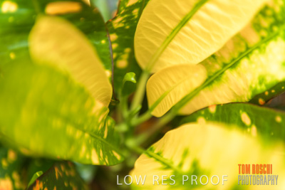 March 2019 / PLANTS_CLOSE-UP_190306_007