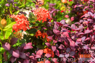 March 2019 / PLANTS_CLOSE-UP_190306_008