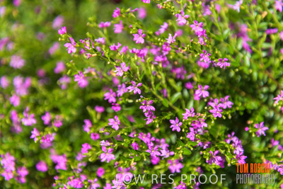March 2019 / PLANTS_CLOSE-UP_190306_009