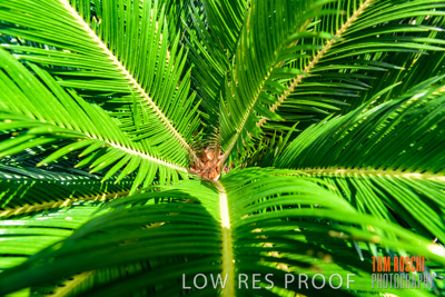 March 2019 / PLANTS_CLOSE-UP_190306_012