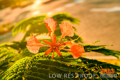 November 2019 / EH_DETAILS_191124_008