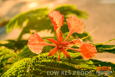 November 2019 / EH_DETAILS_191124_009