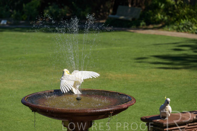 February 2025 / Cockatoos-250225-_Z9C3076