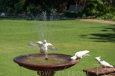 February 2025 / Cockatoos-250225-_Z9C3078