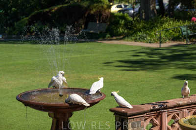 February 2025 / Cockatoos-250225-_Z9C3080