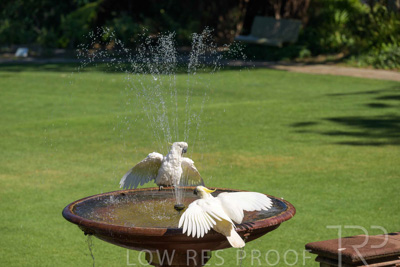 February 2025 / Cockatoos-250225-_Z9C3083