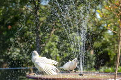 February 2025 / Cockatoos-250225-_Z9C3087