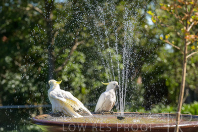 February 2025 / Cockatoos-250225-_Z9C3088