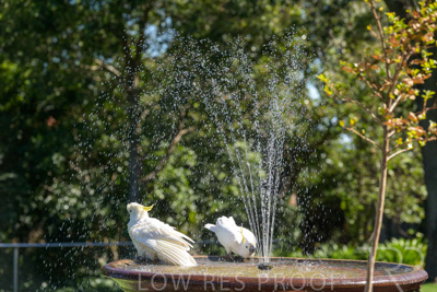 February 2025 / Cockatoos-250225-_Z9C3090