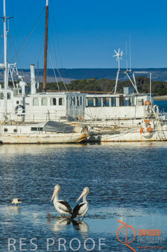 October 2006 / KI_AMERICAN_RIVER_012_061016