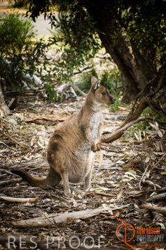 October 2006 / KI_FLINDERS_CHASE_001_061014