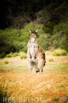 October 2006 / KI_FLINDERS_CHASE_028_061014