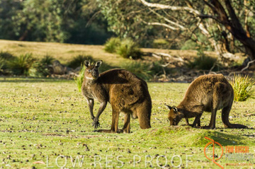 October 2006 / KI_FLINDERS_CHASE_033_061014
