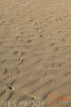 October 2006 / KI_LITTLE_SAHARA_001_061016