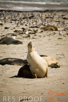 October 2006 / KI_SEAL_BAY_001_061014