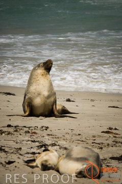 October 2006 / KI_SEAL_BAY_002_061014