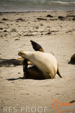 October 2006 / KI_SEAL_BAY_003_061014