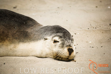 October 2006 / KI_SEAL_BAY_006_061014