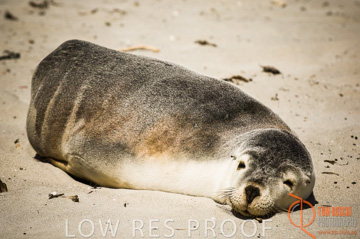 October 2006 / KI_SEAL_BAY_009_061014