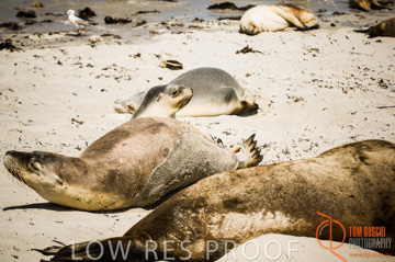 October 2006 / KI_SEAL_BAY_010_061014