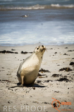 October 2006 / KI_SEAL_BAY_013_061014