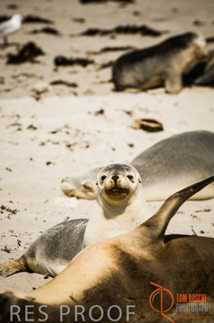 October 2006 / KI_SEAL_BAY_014_061014