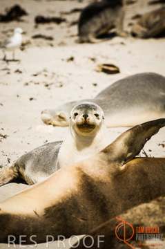 October 2006 / KI_SEAL_BAY_015_061014