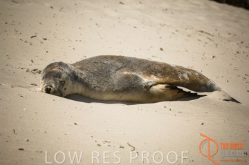 October 2006 / KI_SEAL_BAY_023_061014