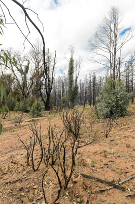 WIRRABANA_027_150403_RAW