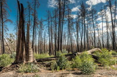 WIRRABANA_084_150403_RAW
