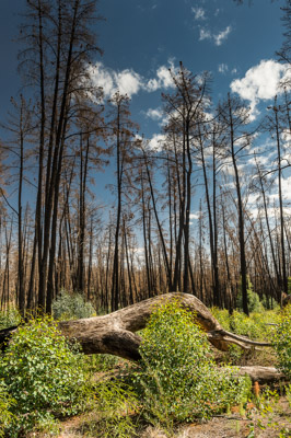 WIRRABANA_085_150403_RAW