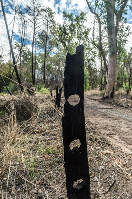 WIRRABANA_100_150403_RAW