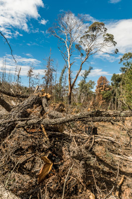 WIRRABANA_105_150403_RAW