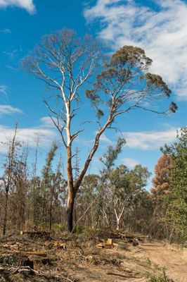 WIRRABANA_106_150403_RAW