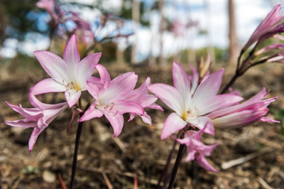 WIRRABANA_107_150403_RAW